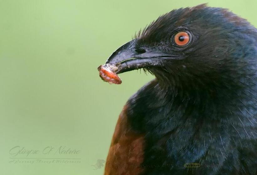 豪华房间, Pinthaliya Resort