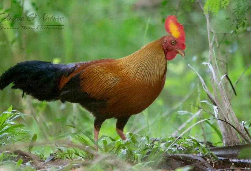 家庭套房, Pinthaliya Resort