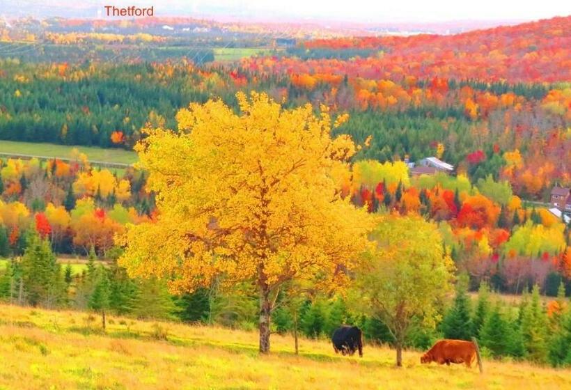 スイート, Le Gîte Ambrelane