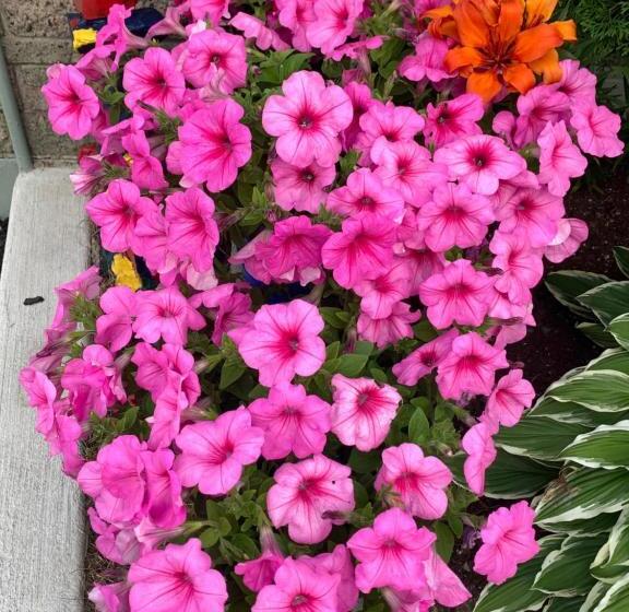 חדר סטנדרט, Trunk Road Motel