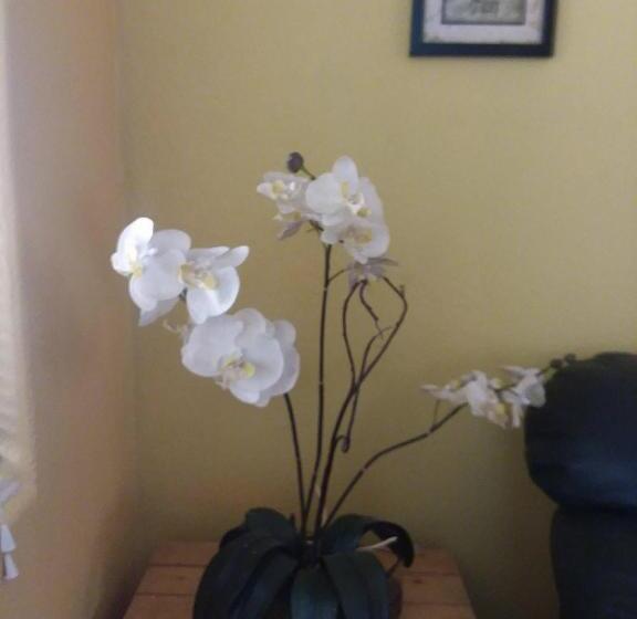 带大床的标准工作室, My Place Suites