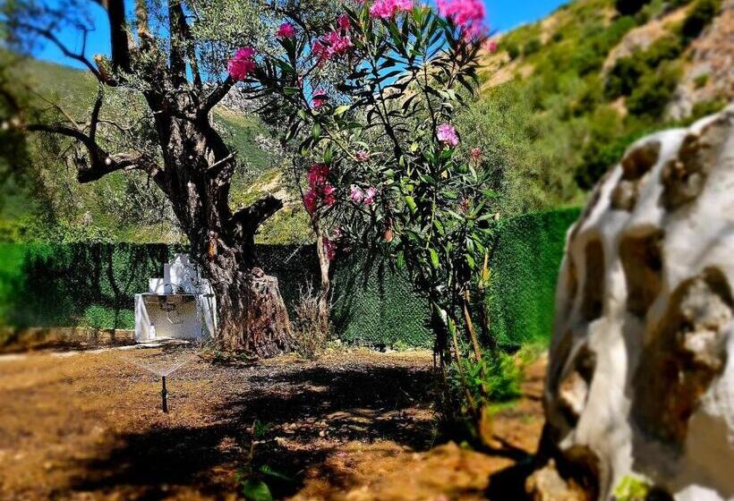 استودیو استاندارد با چشم‌انداز, Lemon House Borsh