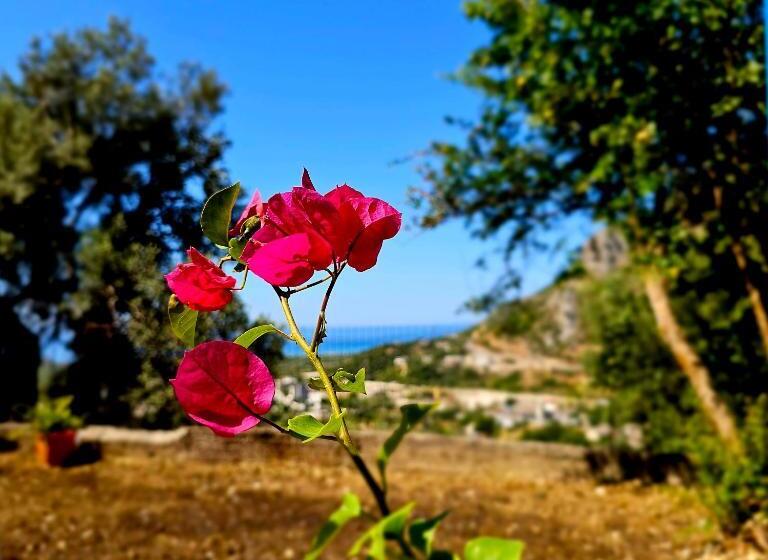 استودیو استاندارد با چشم‌انداز, Lemon House Borsh