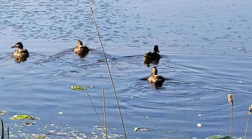 غرفة عائلية, Clinton Pond Bed And Breakfast