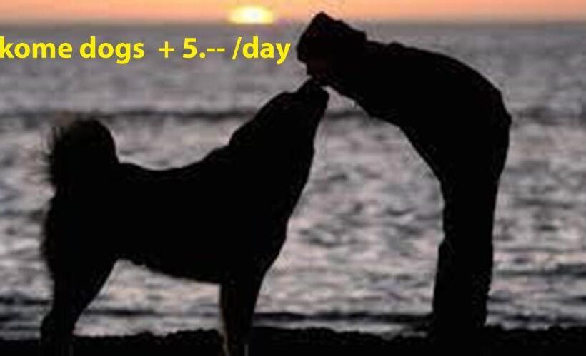 سوییت جونیور, Be Easy In Selva