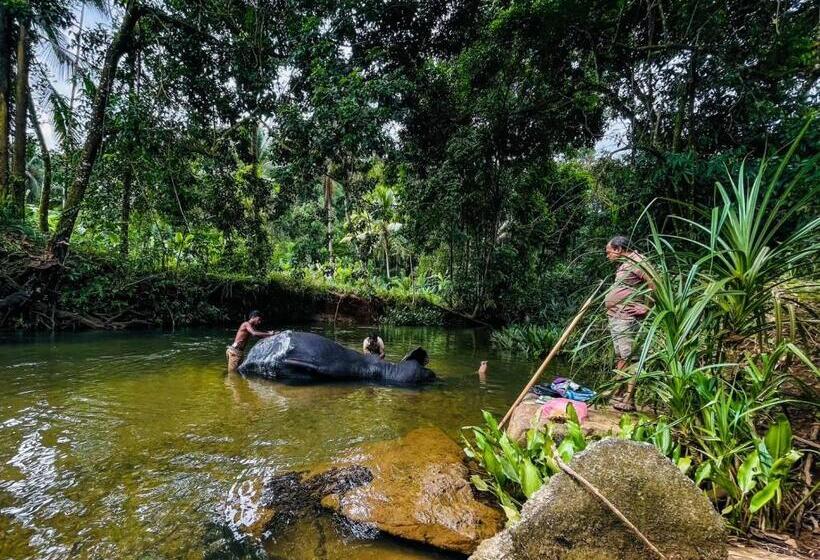 غرفة قياسية مطلّة علي البحيرة, Giants Forest