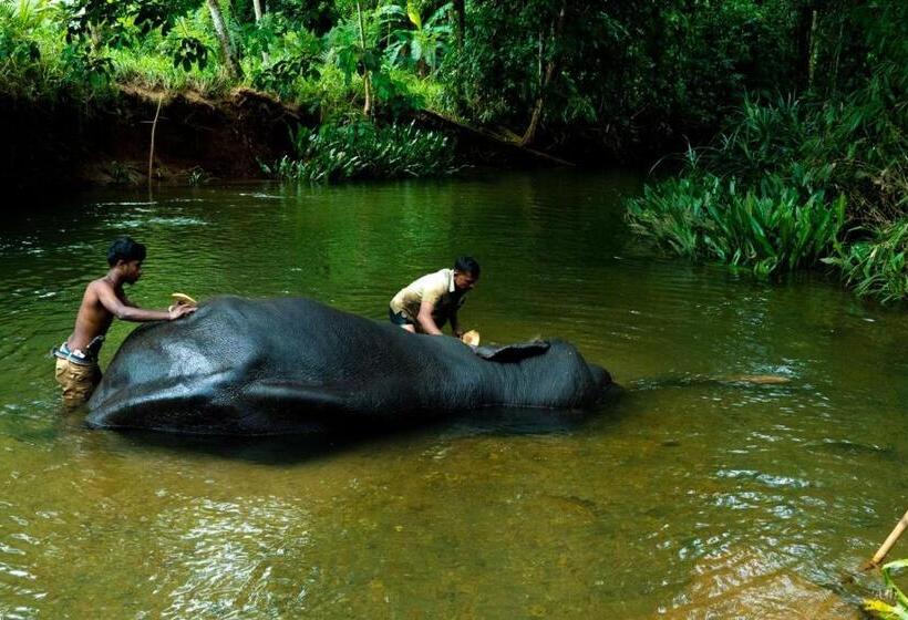 غرفة قياسية مطلّة علي البحيرة, Giants Forest