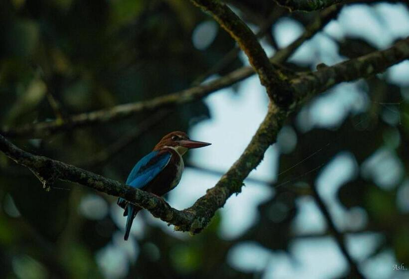 غرفة قياسية مطلّة علي البحيرة, Giants Forest