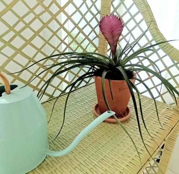 اتاق استاندارد, Eole