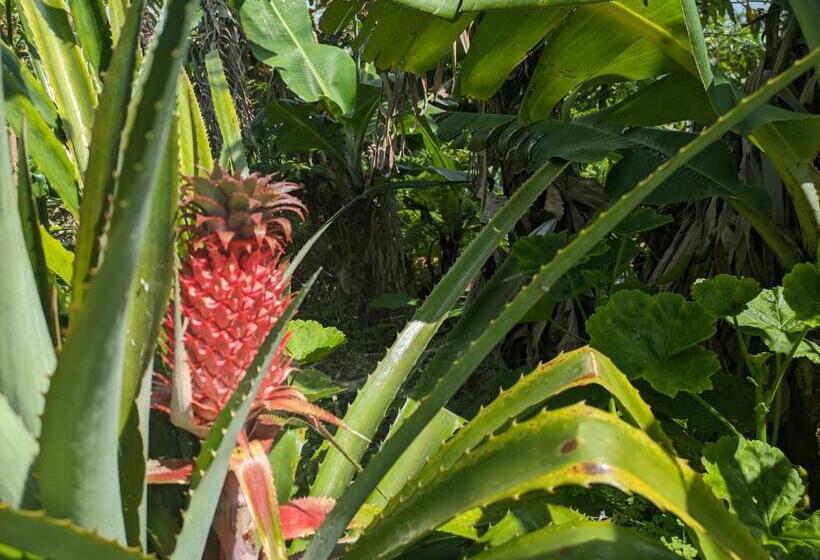 디럭스 룸, The Plantation Faial