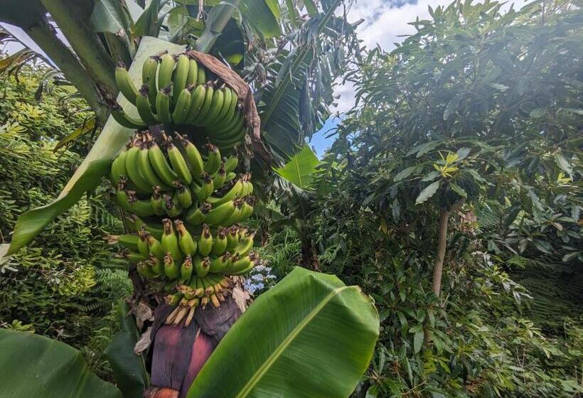 디럭스 룸, The Plantation Faial