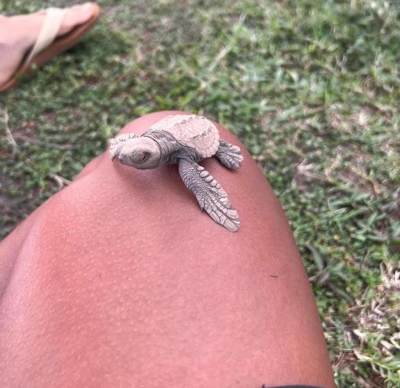 家庭间, Cabinas Playa Bandera