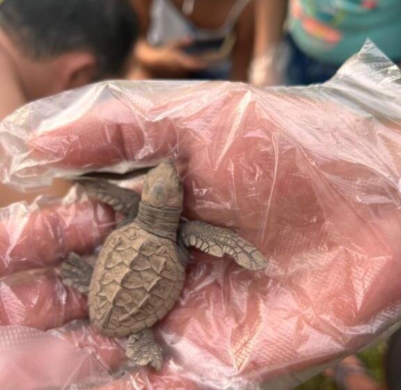 带2个卧室的套房, Cabinas Playa Bandera