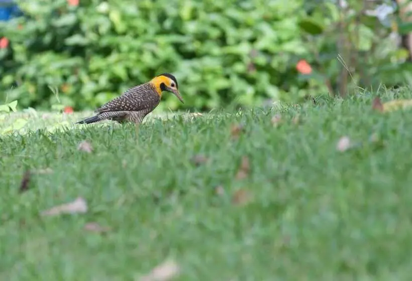 スイート, Pousada Les Roches