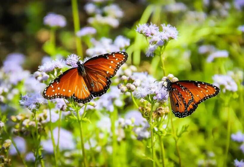 带大床的套房, Walnut House
