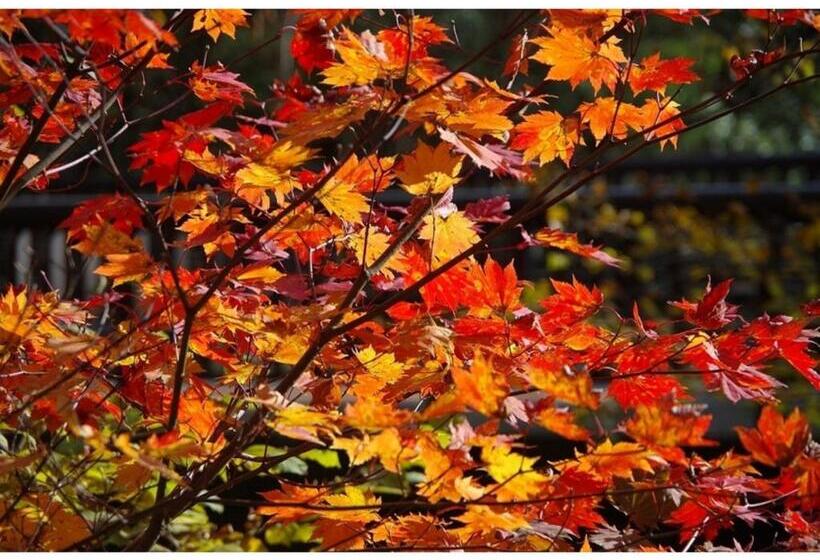 스탠다드 스튜디오, Ryoso Chatani Vacation Stay 43122v