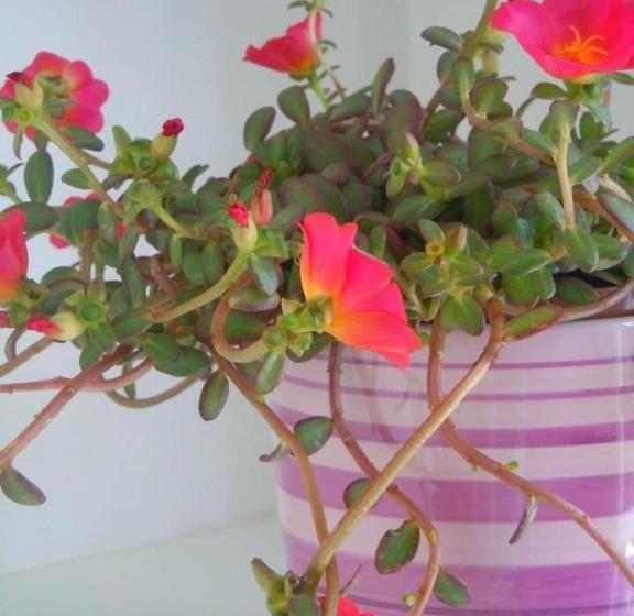 اتاق استاندارد یک تخته با سرویس بهداشتی مشترک, A Crèuza