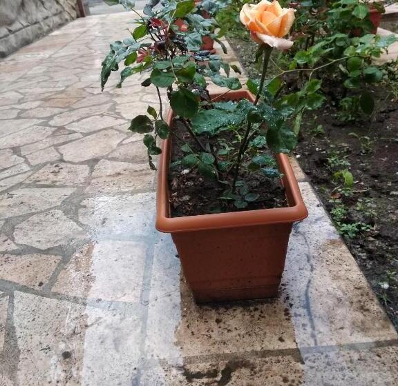 اتاق خانوادگی, Komitas Avenue Guest House