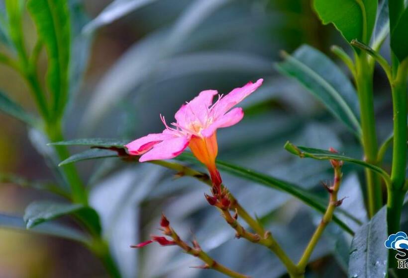 标准间, Sigiriya Pikaso Homestay