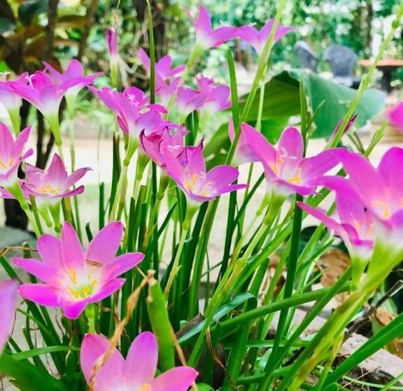 스탠다드 트리플 룸, Sigiriya Pikaso Homestay