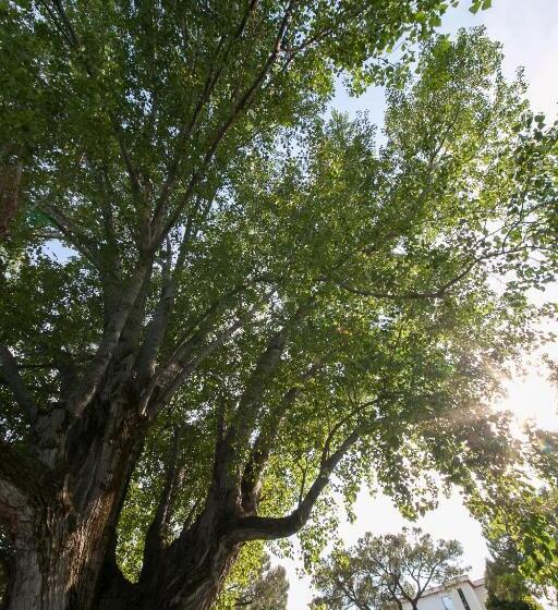 Camera Deluxe, Aurora