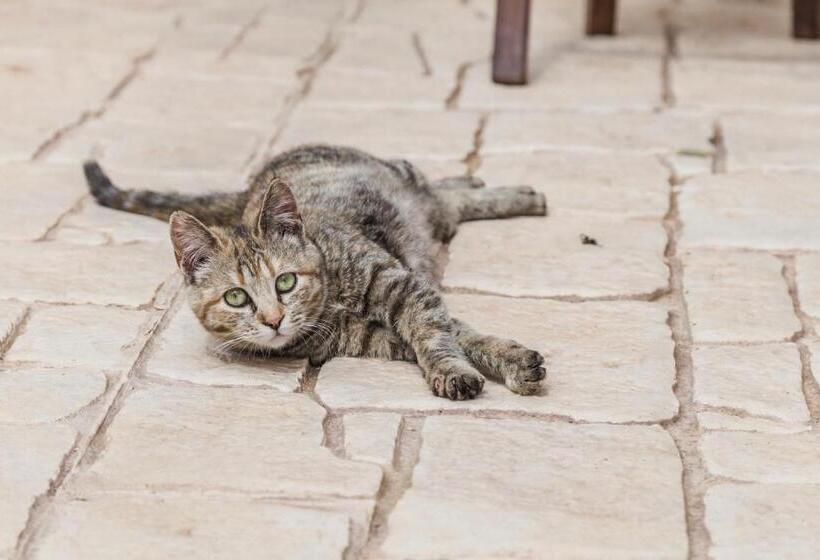 豪华房间, Abbraccio Del Carrubo