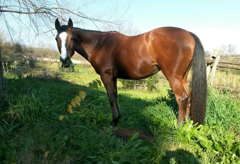 חדר סטנדרט, Sole Mio