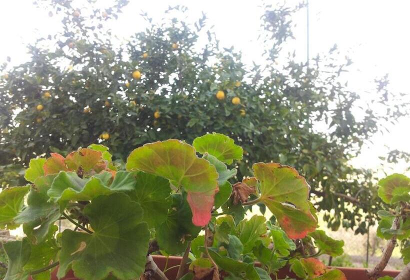 オーシャンビューデラックスルームバルコニー付き, B&b Melibleo