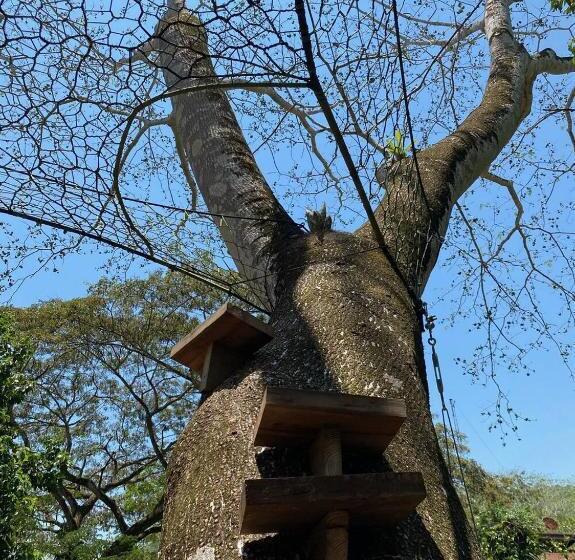 בקתה סופריור, Sweet Songs Jungle Lodge