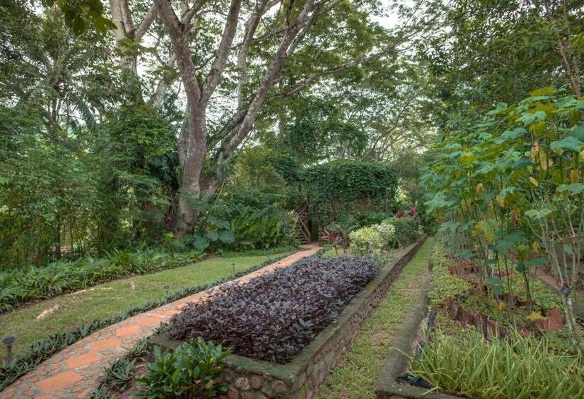 בקתה סופריור, Sweet Songs Jungle Lodge