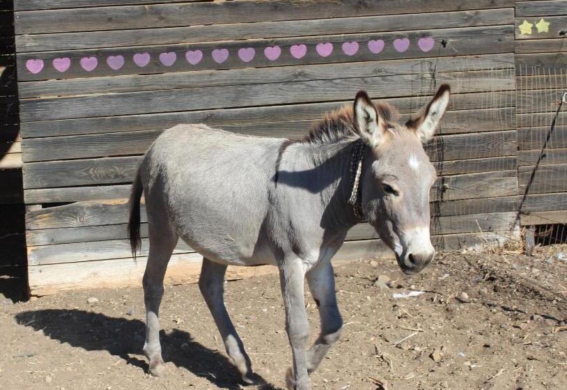 带1个卧室带泳池的公寓, Santa Igia Country House