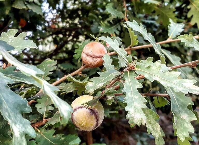 דירת חדר נוף לגינה, Bed & Breakfast Casa Lisetta