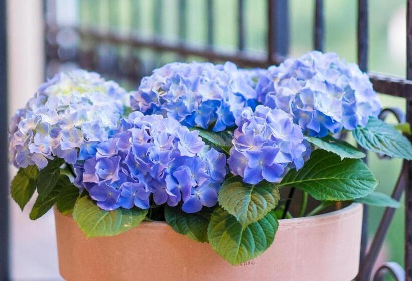 발코니 디럭스 룸, Luksuzne Sobe Luce