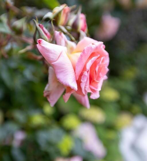 디럭스 룸 가든 전망, De Roos Leeuwarden