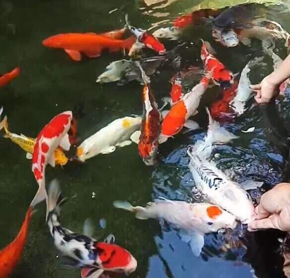 ファミリールーム, Bale Sasak Bungalow