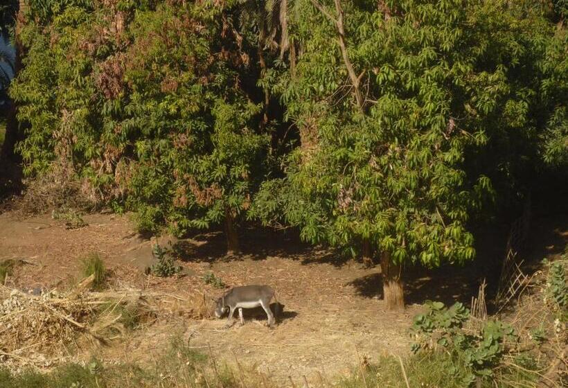 豪华房间, El Prince Guesthouse