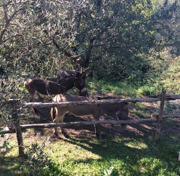 高级套房, Tenuta Merlano