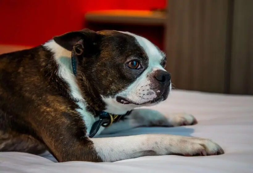 身障者適用スタンダードルーム, Ibis Styles Glasgow Central