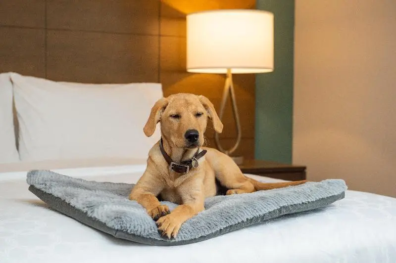 スタンダードルーム, Staybridge Suites Hillsboro North, An Ihg
