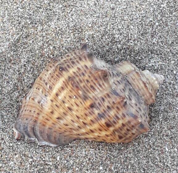 Номер Стандарт Вид на Сад, Style Place