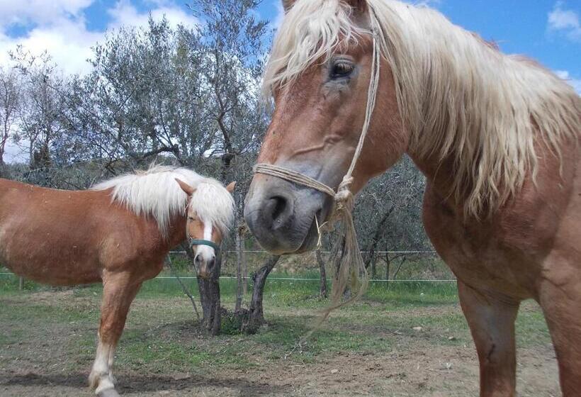 4인용 스탠다드 룸, Agriturismo Fattoria Podere Peciano
