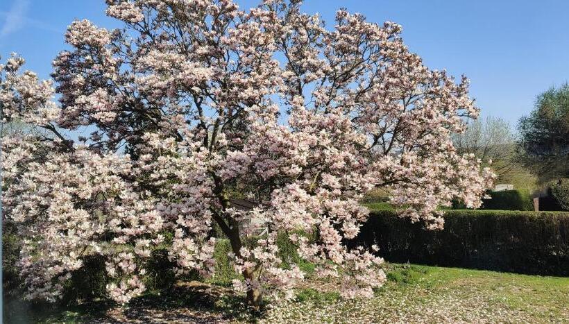 가든 전망 싱글룸, Pension Ramser