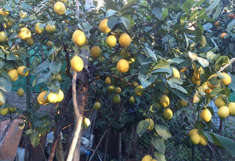 آپارتمان 1 خوابه با بالکن, Ja