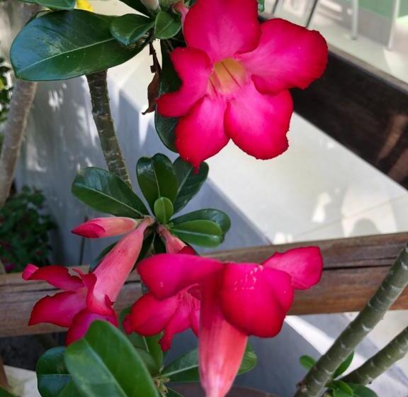 آپارتمان سوپریور 1 خوابه, Pousada Lagoa Flat