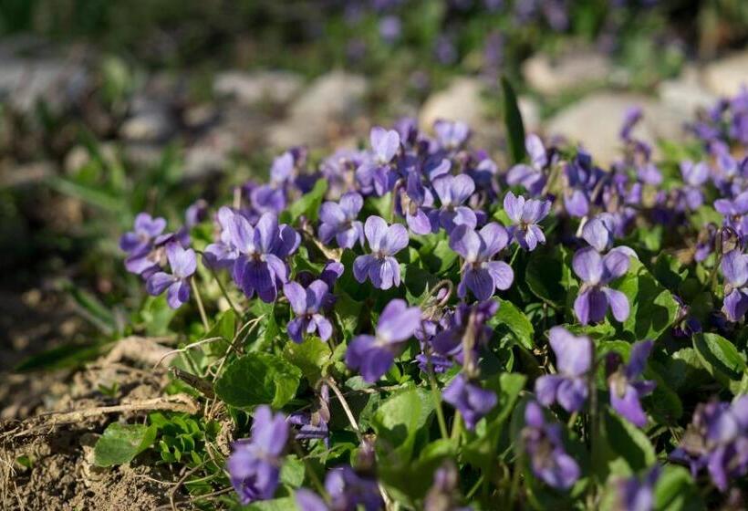 סוויטה, Landhotel Anna