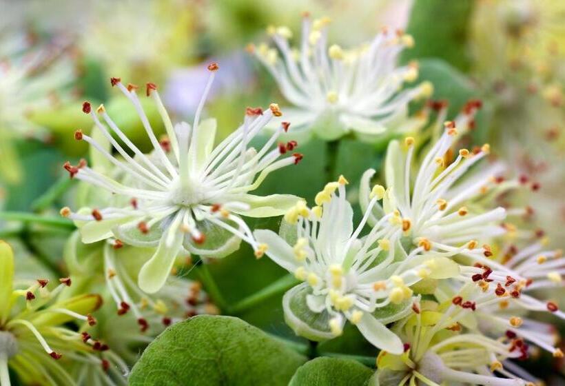 شقة غرفتين, Landhotel Anna