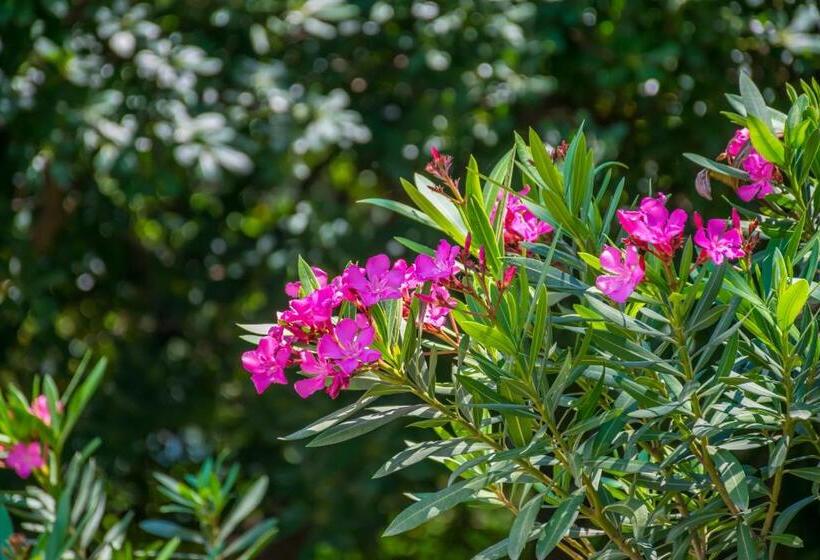 סוויטה, Landhotel Anna