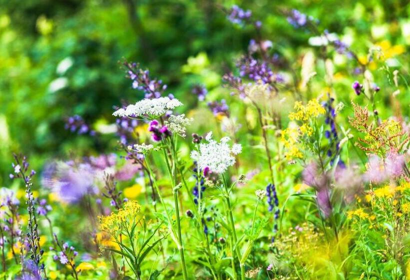 חדר סטנדרט, Landhotel Anna