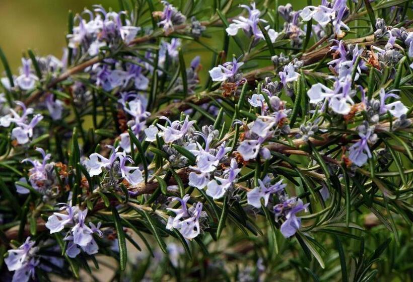 חדר סטנדרט, Landhotel Anna