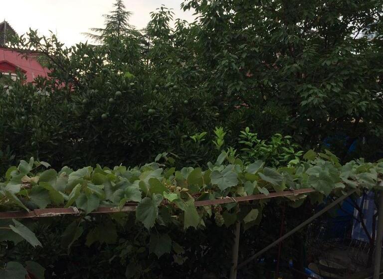 اتاق استاندارد با چشمانداز باغ, Batumi Guesthouse 28a